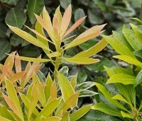 Pieris 'Flaming Silver' - Pieris 'Flaming Silver' - 2