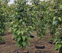 Clerodendrum trichotomum fargesii - Clerodendrum trichotomum  - 2