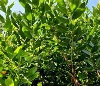 Arbutus unedo - Aardbeiboom - 8