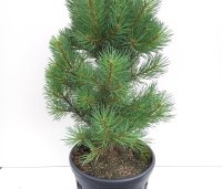 Pinus sylvestris 'Watereri' - Dwerg grove den 'Watereri' - 2
