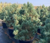 Pinus sylvestris 'Watereri' - Dwerg grove den 'Watereri' - 1