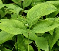 Nandina domestica 'Firepower' - Hemelse bamboe 'Firepower' - 1