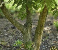 Albizia julibrissin 'Rosea' - Perzische slaapboom - 7