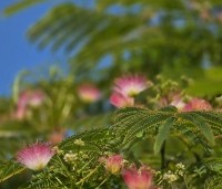 Albizia julibrissin 'Rosea' - Perzische slaapboom - 8