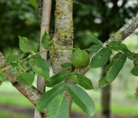 Juglans regia 'Bella Maria' - Walnoot 'Bella Maria' - 3