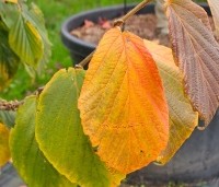 Hamamelis x int. 'Jelena' - Toverhazelaar - herfst
