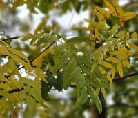 Gleditsia triacanthos 'Draves' - Valse Christusdoorn 'Draves' - herfstblad