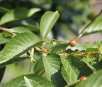 Prunus Royal Flame blad en bes
