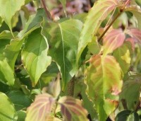Cornus kousa 'Weisse Fontaine' - Japanse grootbloemige kornoelje 'Weisse Fontaine' - zomerblad
