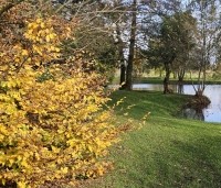 Carpinus betulus - Haagbeuk - 10