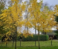 Juglans nigra - Zwarte Notenboom - 1