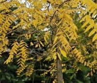 Juglans nigra - Zwarte Notenboom - 2
