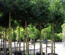 Ilex Aquifolium 'Nellie Stevens'