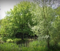 Salix in park