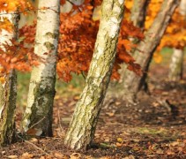 stam Betula pendula 