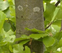 stam Fagus sylvatica 'Dawyck'
