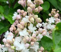 Syringa vulgaris  'Beauty of Moscow' 