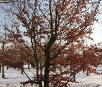 fagus sylvatica