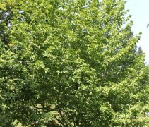 Magnolia kobus solitair