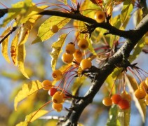 Malus Toringo herfst