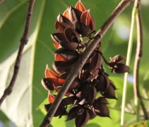 Paulownia Tomentosa