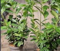 Prunus laurocerasus 'Novita' - Laurierkers - C5  60-80 cm