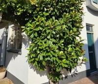 Magnolia grandiflora - Magnolia grandiflora - 3