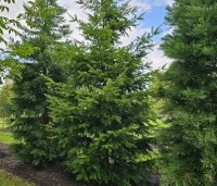 Pseudotsuga menziesii - Douglasspar - 5