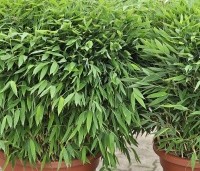 Fargesia murieliae 'Moontears' - Bolvormige bamboe - 1