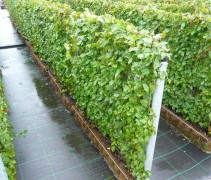 Carpinus betulus 120 x 100