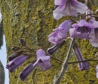 paulownia tomentosa - paulownia tomentosa - 2