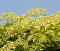 Hydrangea anomala petiolaris bloem