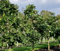 Quercus pontica - Pontische eik - exemplaren kwekerij Ten Hoven Bomen vak A 2024