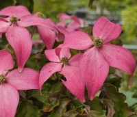 Cornus kousa 'Scarlet Fire' - Japanse kornoelje - 3