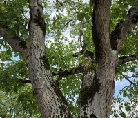 Juglans regia - Walnoot - 6