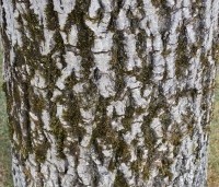 Juglans regia - Walnoot - 7