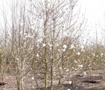 Magnolia kobus, meerstammige bomen op onze bomenkwekerij te Apeldoorn
