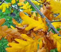 Quercus Cerris