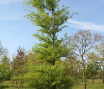Fagus asplenifolia