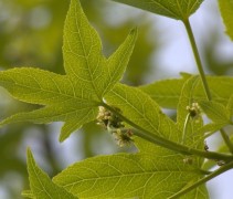 Liquidambar styraciflua 'Lane Roberts'