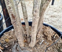 Prunus Amanogawa voorbeeld premium kwaliteit meerstam. bijna uniek mooi