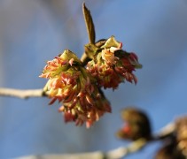 Sycoparrotia winterbloei
