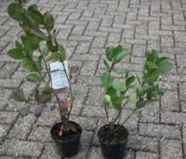 Aronia x prunifolia 'Viking'
