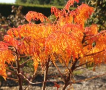 Rhus 'Tiger eyes'