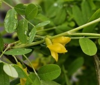 Caragana arborescens 'Pendula' - Erwtenstruik - 1