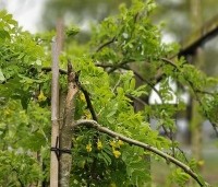 Caragana arborescens 'Pendula' - Erwtenstruik - 2