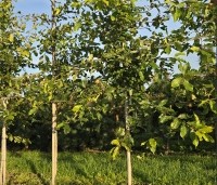 Nyssa sylvatica 'Sheffield Park' - Zwarte tupeloboom - 2