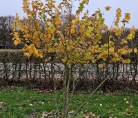 Corylus avellana 'Aurea' - Geelbladige hazelaar - november