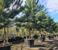 Pinus nigra 'Nigra' - Oostenrijkse den - voorraad voorjaar 2025 Ten Hoven Bomen