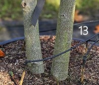 Liriodendron tulipifera - Tulpenboom - 3